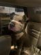 American Bully Puppies for sale in Temple Hills, Maryland. price: $750