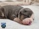 American Bully Puppies for sale in Gulf Shores, Alabama. price: $3,500