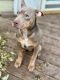 American Bully Puppies for sale in Nevada, IA 50201, USA. price: $350