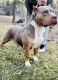American Bully Puppies for sale in Nevada, IA 50201, USA. price: NA