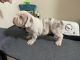 American Bully Puppies for sale in Canarsie, Brooklyn, NY, USA. price: $2,499