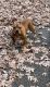 American Bully Puppies for sale in Owings Mills, MD, USA. price: $1,500