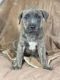 American Bully Puppies for sale in Hamilton, Ontario. price: $1,000
