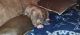 American Bully Puppies for sale in Longview, Texas. price: $200