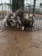 American Bully Puppies for sale in Charlotte, NC, USA. price: $2,000
