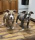American Bully Puppies for sale in Uniondale, New York. price: $800