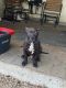 American Bully Puppies for sale in Buckeye, AZ, USA. price: $900