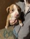 American Bully Puppies for sale in Sykesville, MD 21784, USA. price: $500