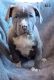 American Bully Puppies for sale in Lakewood, CA, USA. price: $300