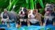 American Bully Puppies for sale in Alexandria, Kentucky. price: $400
