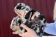 American Bully Puppies for sale in Phoenix, Arizona. price: $1,000