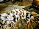 American Bully Puppies for sale in Sylva, North Carolina. price: $500