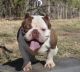 American Bully Puppies for sale in Greensboro, North Carolina. price: $3,500