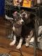 American Bully Puppies for sale in Alton, Illinois. price: $3,500