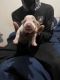 American Bully Puppies for sale in New York, NY, USA. price: $1,200