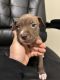 American Bully Puppies for sale in Columbia, Pennsylvania. price: $350