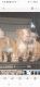 American Bully Puppies for sale in Brentwood, California. price: $900