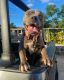 American Bully Puppies for sale in Waianae, Hawaii. price: $600