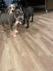 American Bully Puppies for sale in Phoenix, Arizona. price: $1,000
