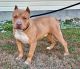 American Bully Puppies for sale in Richlands, North Carolina. price: $1,000