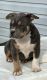 American Bully Puppies for sale in Mt. Vernon, Kentucky. price: $2,000