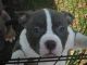 American Bully Puppies for sale in Shenandoah Junction, West Virginia. price: $300