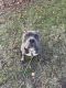 American Bully Puppies for sale in Navasota, Texas. price: $600