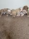 American Bully Puppies for sale in Denver, Colorado. price: NA