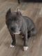 American Bully Puppies for sale in Louisville, Kentucky. price: $1,500