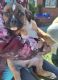 American Bully Puppies for sale in Mt. Olive, North Carolina. price: NA