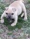American Bully Puppies for sale in Farmvillle, Virginia. price: $600