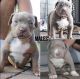 American Bully Puppies for sale in Houston, Texas. price: $4,000