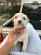 American Bully Puppies for sale in Pearland, TX 77584, USA. price: NA