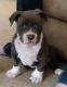 American Bully Puppies for sale in High Point, NC, USA. price: NA