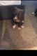 American Bully Puppies for sale in Houston, TX 77077, USA. price: NA
