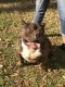 American Bully Puppies for sale in Ocala, FL, USA. price: $2,500
