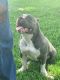 American Bully Puppies for sale in Birmingham, AL, USA. price: $250
