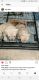 American Bully Puppies for sale in Pompano Beach, FL, USA. price: $2,000
