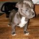 American Bully Puppies for sale in McCalla, AL 35111, USA. price: $2,000