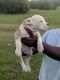 American Bully Puppies for sale in Birmingham, AL, USA. price: $600