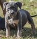 American Bully Puppies for sale in Mountain Brook, AL 35259, USA. price: $500