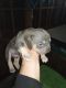 American Bully Puppies for sale in Birmingham, AL, USA. price: $800