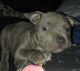 American Bully Puppies for sale in CORP CHRISTI, TX 78418, USA. price: NA