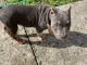 American Bully Puppies for sale in Lake Wales, FL, USA. price: $1,300