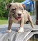 American Bully Puppies for sale in Longview, TX 75604, USA. price: $1,500