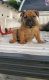 American Bully Puppies for sale in Austin, TX, USA. price: $2,000