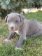 American Bully Puppies for sale in Idaho Springs, CO, USA. price: NA