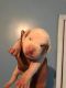 American Bully Puppies for sale in Birmingham, AL, USA. price: $550