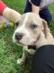 American Bully Puppies for sale in Spring, TX 77373, USA. price: NA