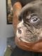 American Bully Puppies for sale in Fayetteville, NC, USA. price: $3,000